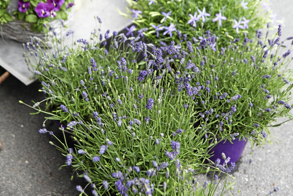 GJØR DET ENKELT: Lavendel gjør seg godt på bordet, både fordi den ser pen ut og fordi den dufter godt.