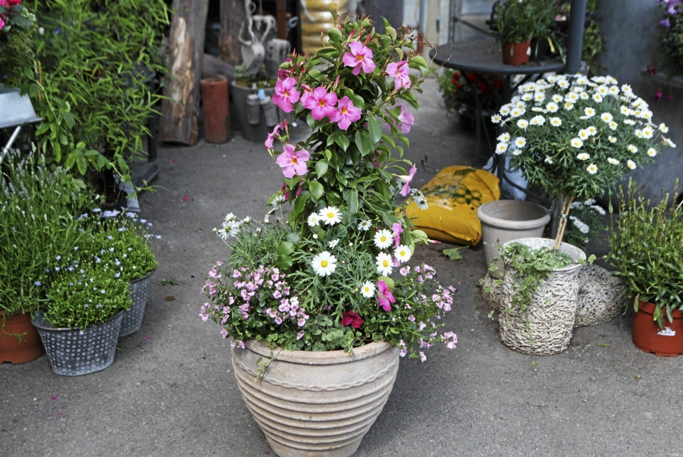 TENK STORT: Velger du en stor krukke som denne med mange planter i kan du spare plass, men likevel få full blomstereffekt.