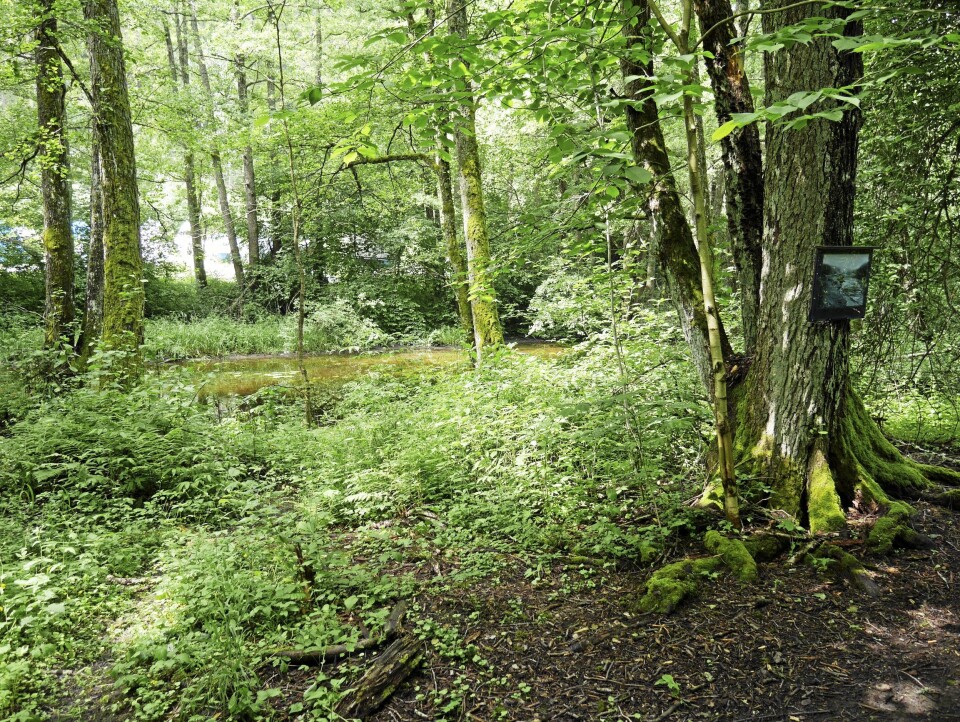 NATUR OG LOKALHISTORIE: Ved å krysse over Gamle Mossevei kommer du til stisystemet langs den idylliske Gjersjøelva. NATUR OG LOKALHISTORIE: Ved å krysse over Gamle Mossevei kommer du til stisystemet langs den idylliske Gjersjøelva.