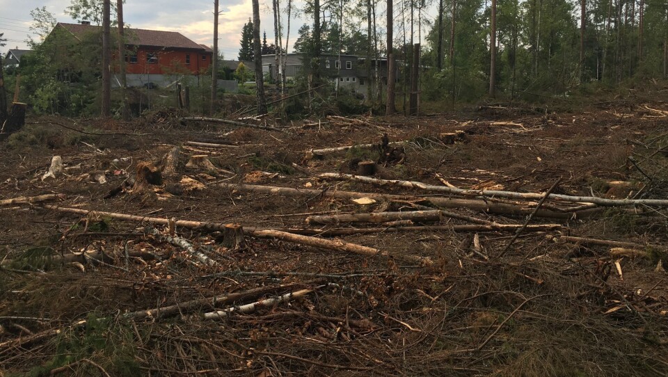 VOLDSOM HOGST: Mange turgåere har stusset fælt over hva i all verden som har skjedd i skogen på Sofiemyr. Nå får du svaret. VOLDSOM HOGST: Mange turgåere har stusset fælt over hva i all verden som har skjedd i skogen på Sofiemyr. Nå får du svaret.