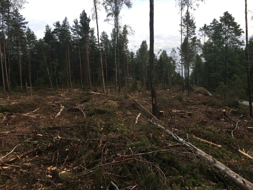 HOGST I SKOGEN: Slik ser det ut for tiden langs Kongveien. HOGST I SKOGEN: Slik ser det ut for tiden langs Kongveien.