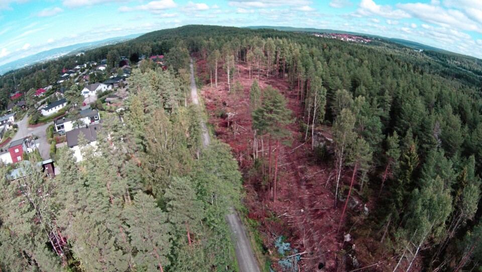 MYE SOM ER HUGGET: Sett fra fugleperspektiv, ser man at det er gjort et ganske stort innhogg i skogen, men på sikt skal det bli fint!