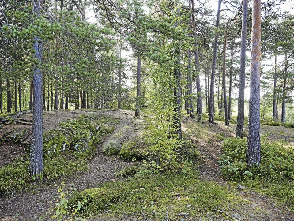 GRØNN LUNGE: Den kommunale skogseiendommen på Rikeåsen er på mer enn 140.000 kvadratmeter, og utgjør et viktig område for lek og friluftsliv i nærmiljøet. Foto: Yana Stubberudlien.