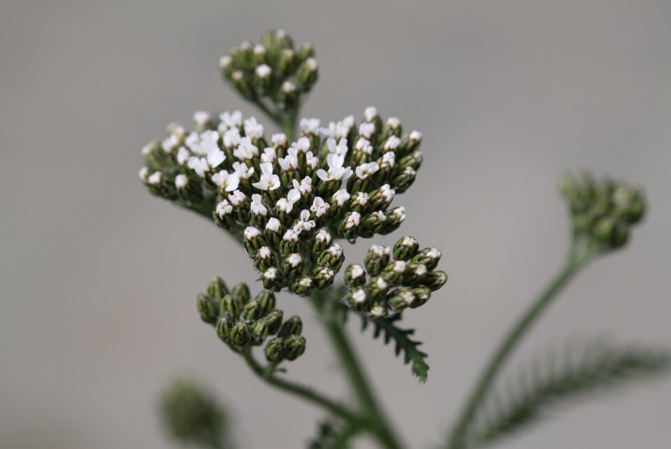 RYLLIK: Planten smaker sterkt, litt pepperaktig. Unge, små blader setter en frisk smak på grønnsaker og passer godt som krydder i salat, brød, øl og vin. Bladene kan også serveres sammen med fet fisk, pølser og fete kjøttslag. Blomstene kan trekkes til te eller brukes som dryss på maten. RYLLIK: Planten smaker sterkt, litt pepperaktig. Unge, små blader setter en frisk smak på grønnsaker og passer godt som krydder i salat, brød, øl og vin. Bladene kan også serveres sammen med fet fisk, pølser og fete kjøttslag. Blomstene kan trekkes til te eller brukes som dryss på maten.