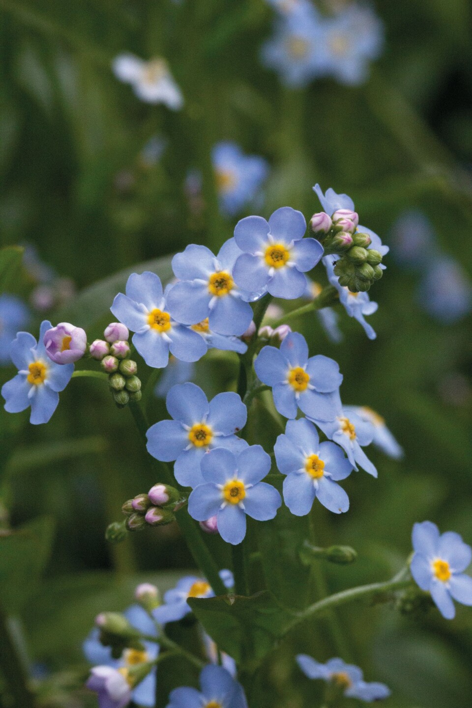 FORGLEMMEGEI: Mange vet hva forglemmegei er, men ikke alle vet at de vakre, himmelblå blomstene er spiselige. De kan brukes som pynt på kaker, muffins, brødskiver og i salater, eller de kan fryses inn i isbitene til sommerdrinken. FORGLEMMEGEI: Mange vet hva forglemmegei er, men ikke alle vet at de vakre, himmelblå blomstene er spiselige. De kan brukes som pynt på kaker, muffins, brødskiver og i salater, eller de kan fryses inn i isbitene til sommerdrinken.