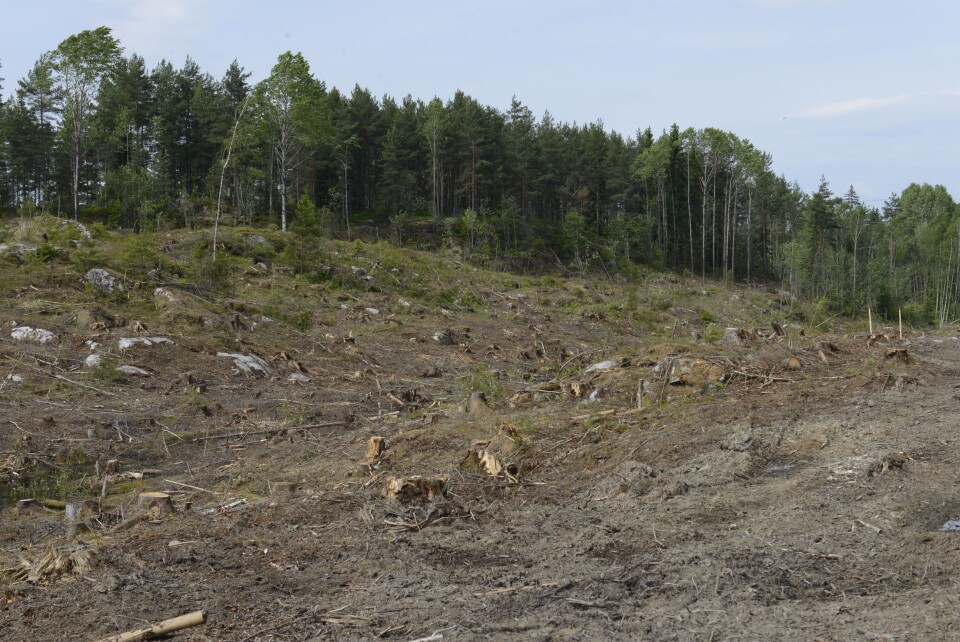 KLARE: På Skogsåsen er mye fjernet og gjort klart til byggestart. Her skal det ligge rekkehus som skal koste rundt 6-7 millioner. KLARE: På Skogsåsen er mye fjernet og gjort klart til byggestart. Her skal det ligge rekkehus som skal koste rundt 6-7 millioner.