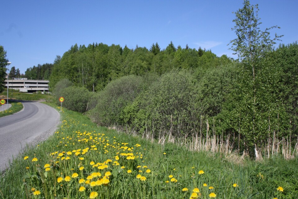– VIKTIG: Innsender av dette innlegget ønsker å påpeke viktigheten med sumpen på Rosenholm. – VIKTIG: Innsender av dette innlegget ønsker å påpeke viktigheten med sumpen på Rosenholm.