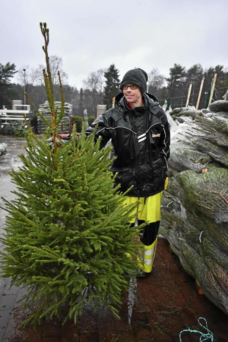 GRØNT ER SKJØNT: Kristoffer Neset pakket ut omtrent seksti grantrær sist onsdag i regnværet. Her viser han frem en vanlig gran som passer fint til mindre leiligheter. GRØNT ER SKJØNT: Kristoffer Neset pakket ut omtrent seksti grantrær sist onsdag i regnværet. Her viser han frem en vanlig gran som passer fint til mindre leiligheter.