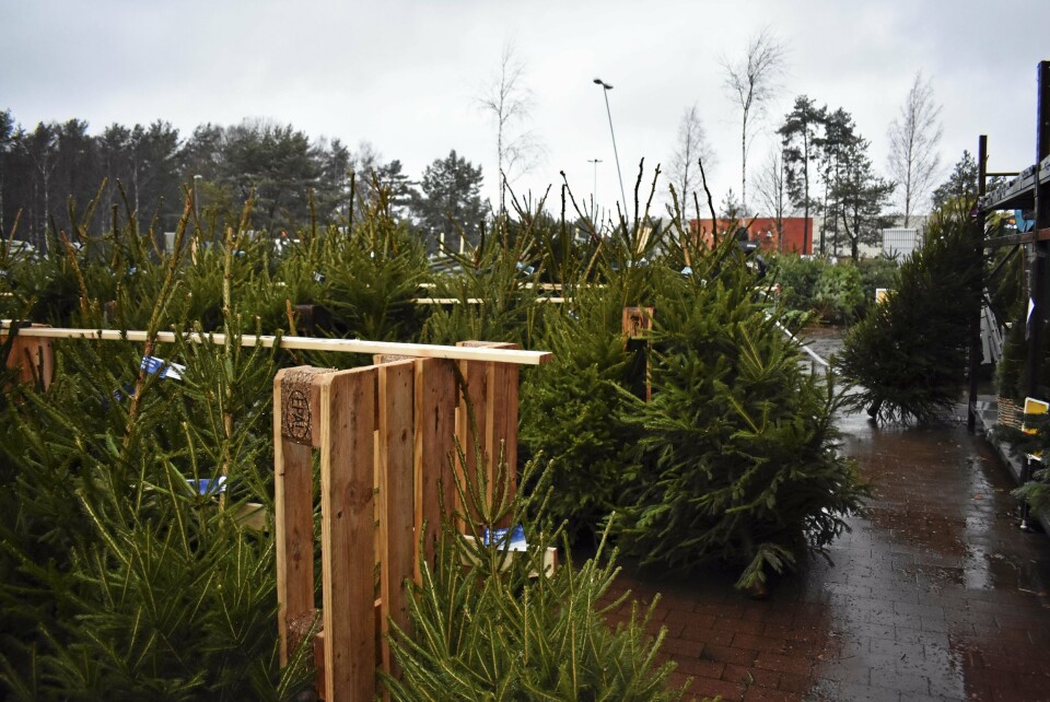 PLANTASJE: Ingen snø, men mange juletrær. PLANTASJE: Ingen snø, men mange juletrær.