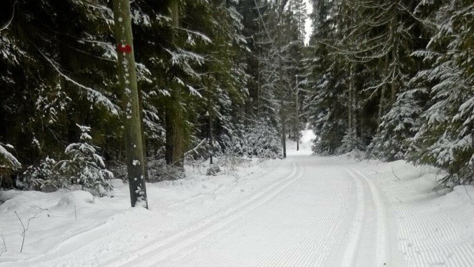 SKOGEN SKAL TYNNES UT: Det blir arbeid i skogen langs lysløypene våre snart, og dette medfører stengning enkelte plasser. SKOGEN SKAL TYNNES UT: Det blir arbeid i skogen langs lysløypene våre snart, og dette medfører stengning enkelte plasser.