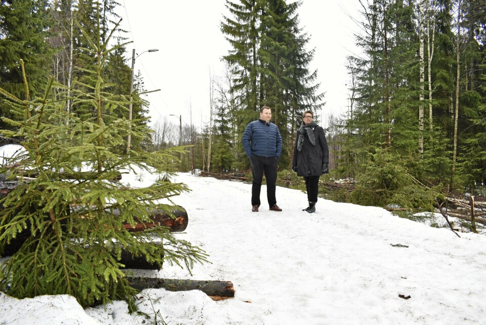 MER LØYPE: Bildet er tatt i lysløypen bak OMA på Sofiemyr, og her er de i gang med å felle skog for å gjøre løypene bredere. MER LØYPE: Bildet er tatt i lysløypen bak OMA på Sofiemyr, og her er de i gang med å felle skog for å gjøre løypene bredere.