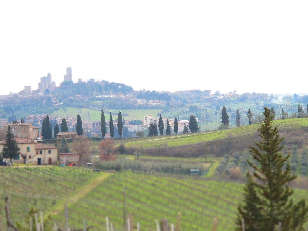 BELLA ITALIA: Nå kan du dra hit og gjøre deg forstått! Bildet er knipset på vei til den lille, sjarmerende landsbyen San Gimignano i Toscana. BELLA ITALIA: Nå kan du dra hit og gjøre deg forstått! Bildet er knipset på vei til den lille, sjarmerende landsbyen San Gimignano i Toscana.