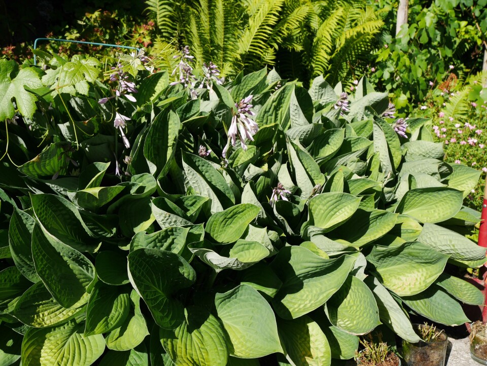 HINDRER UGRESS: Hosta er en av de mest lettstelte staudene. Den er også en god bunndekker når den kommer godt i gang. HINDRER UGRESS: Hosta er en av de mest lettstelte staudene. Den er også en god bunndekker når den kommer godt i gang.