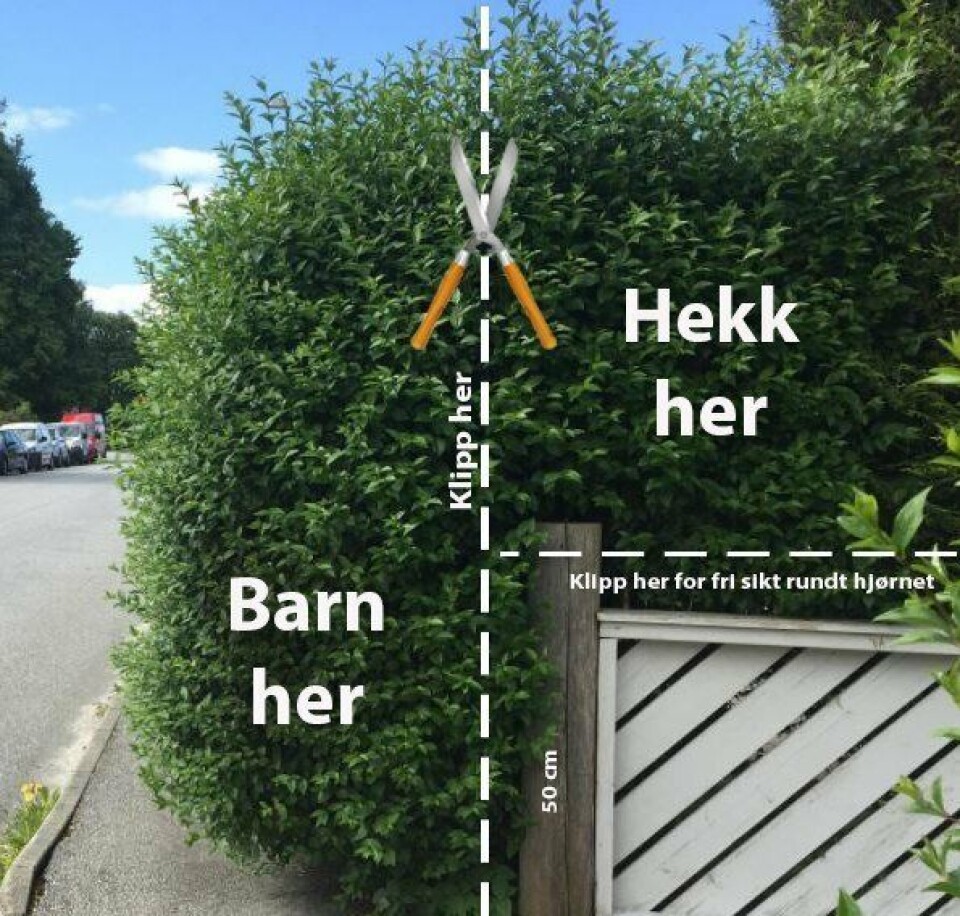 SLIK KLIPPER DU HEKKEN: Hekken må klippes riktig for å få fri sikt rundt hjørnet. SLIK KLIPPER DU HEKKEN: Hekken må klippes riktig for å få fri sikt rundt hjørnet.