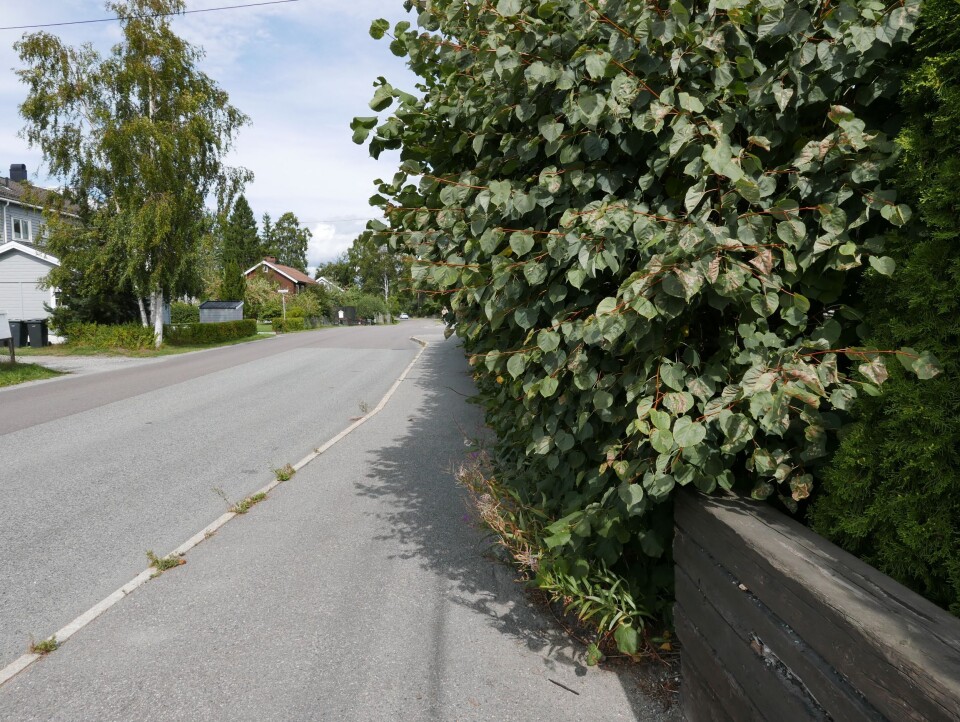 BØR BESKJÆRES: Hekken i Valhallaveien (ved bussholdeplassen Jotunveien) hindrer trygg ferdsel på fortau. BØR BESKJÆRES: Hekken i Valhallaveien (ved bussholdeplassen Jotunveien) hindrer trygg ferdsel på fortau.