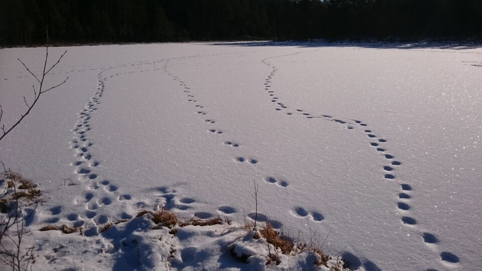 ULVESPOR PÅ DET SNØDEKTE VANNET: Bildet er tatt i et ulverevir på Østlandet. ULVESPOR PÅ DET SNØDEKTE VANNET: Bildet er tatt i et ulverevir på Østlandet.