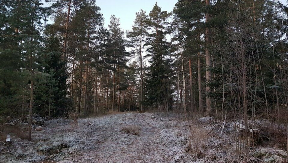 FRA SKOG TIL BOLIGER: Den kommunale eiendommen i Lokes vei 5 på Sofiemyr skal detaljreguleres til boligformål før videre salgsprosess. FRA SKOG TIL BOLIGER: Den kommunale eiendommen i Lokes vei 5 på Sofiemyr skal detaljreguleres til boligformål før videre salgsprosess.