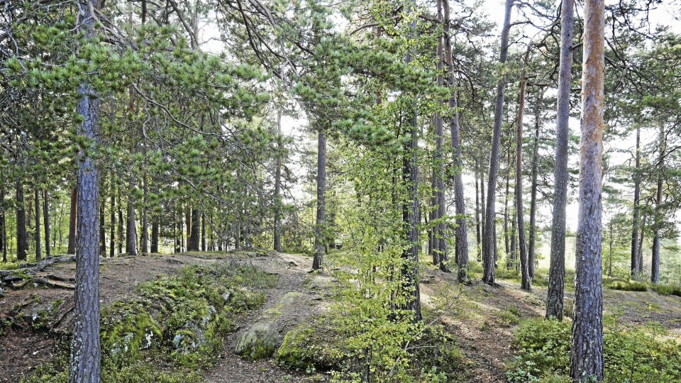 La Rikeåsen leve