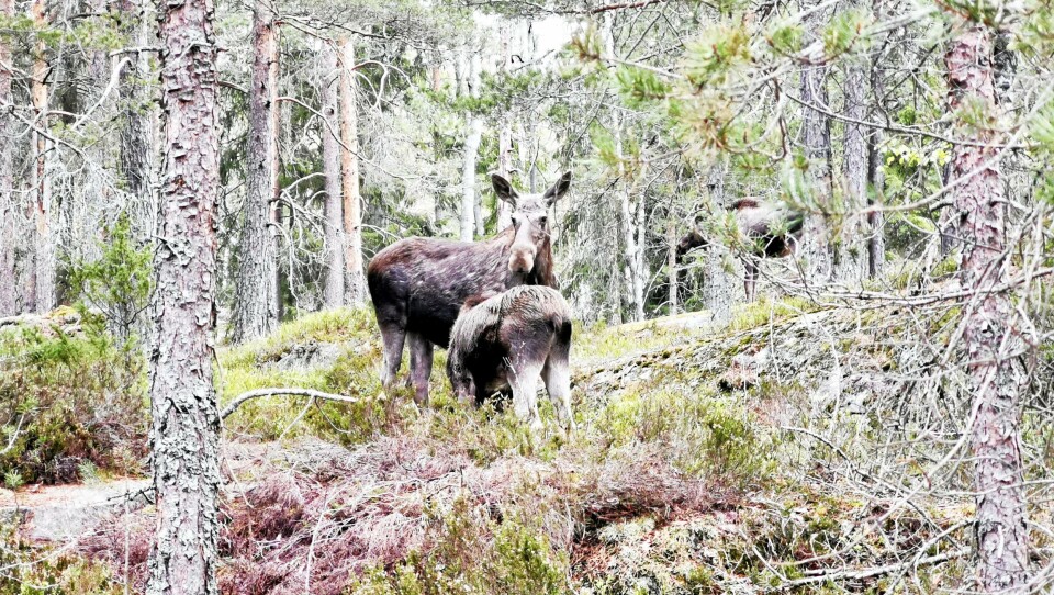 ALLE AVLIVET: Elgkua og kalvene som først kom ned til bebyggelsen på Tårnåsen er nå avlivet. ALLE AVLIVET: Elgkua og kalvene som først kom ned til bebyggelsen på Tårnåsen er nå avlivet.