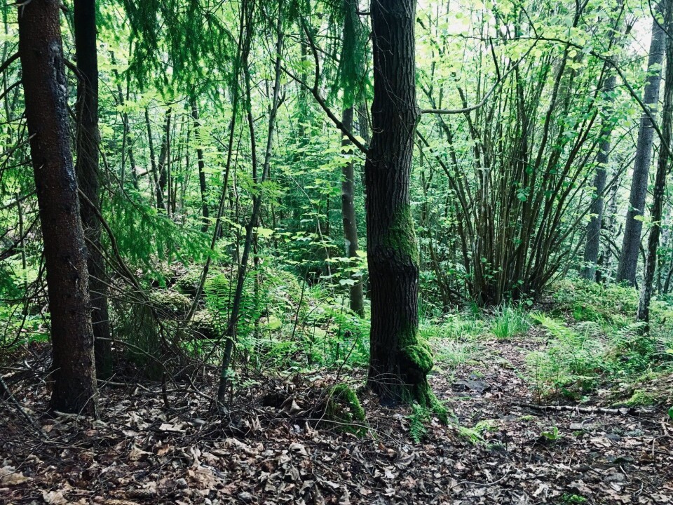 EVENTYRSKOGEN: Planområdet for Vildmark/Ragnarud gjelder deler av den eneste 'eventyrskogen' i Oppegård. Denne klassifiseringen fra Naturnvernforbundet tilsier at det aktuelle skogsområdet har en særlig høy opplevelsesverdi som blant annet en gammel, uberørt skog med særpreg, kulturminner og mangfold av ulike arter. EVENTYRSKOGEN: Planområdet for Vildmark/Ragnarud gjelder deler av den eneste 'eventyrskogen' i Oppegård. Denne klassifiseringen fra Naturnvernforbundet tilsier at det aktuelle skogsområdet har en særlig høy opplevelsesverdi som blant annet en gammel, uberørt skog med særpreg, kulturminner og mangfold av ulike arter.