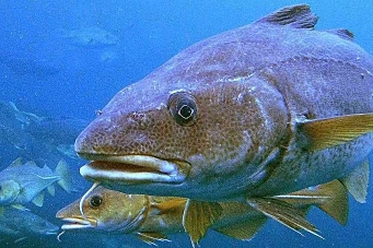 Totalforbud mot torskefiske i Oslofjorden