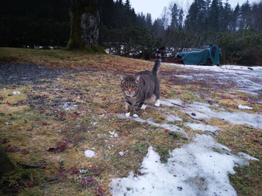 MUSEFANGEREN: Katten Tiger sørger for at det ikke kommer uønskede mus. MUSEFANGEREN: Katten Tiger sørger for at det ikke kommer uønskede mus.