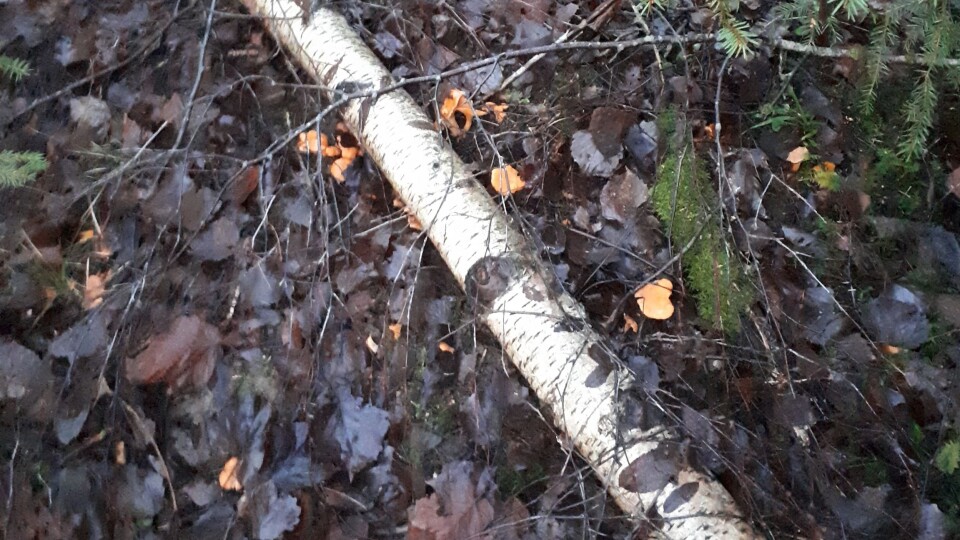 KORTGÅTT MAT: Det var tirsdag 14. januar at Conny Karlsson fant kantareller på Tårnåsen. KORTGÅTT MAT: Det var tirsdag 14. januar at Conny Karlsson fant kantareller på Tårnåsen.