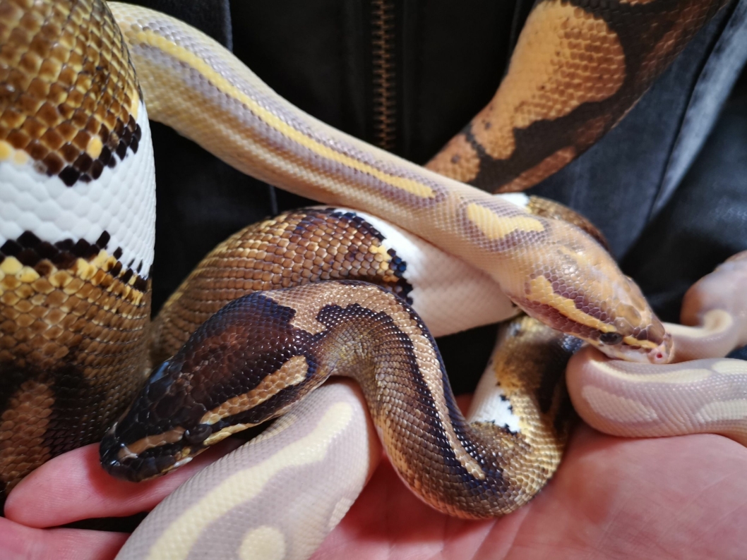 HELT KONGE: Disse to slangene hører til arten Kongepyton, eller Ballpython som de også kalles.