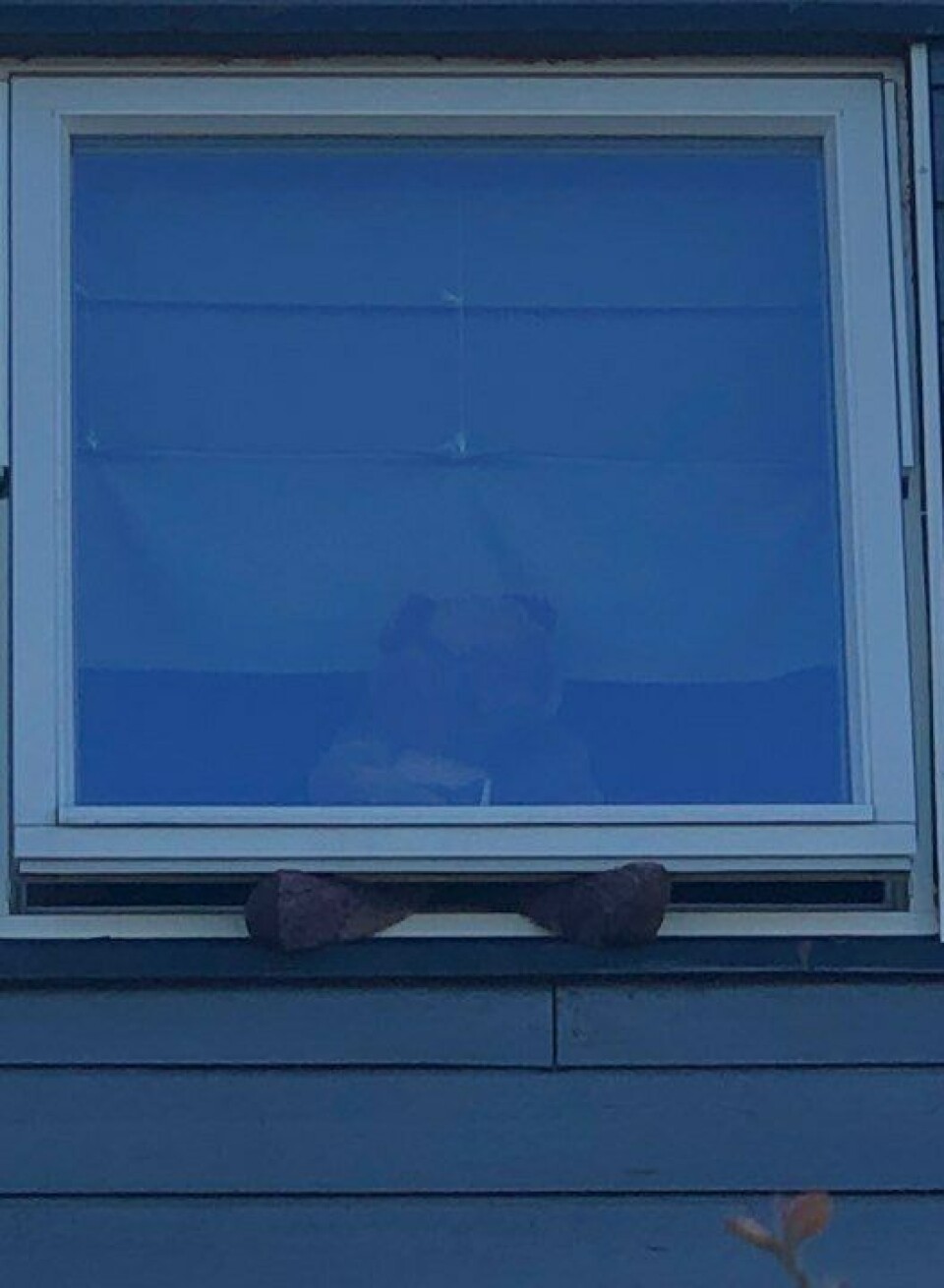 DEILIG MED VÅRLUFT: Bamse i Bjørnstjerne Bjørnsons vei 49 på Sofiemyr synes det er godt å stikke beina ut i vårluften. DEILIG MED VÅRLUFT: Bamse i Bjørnstjerne Bjørnsons vei 49 på Sofiemyr synes det er godt å stikke beina ut i vårluften.