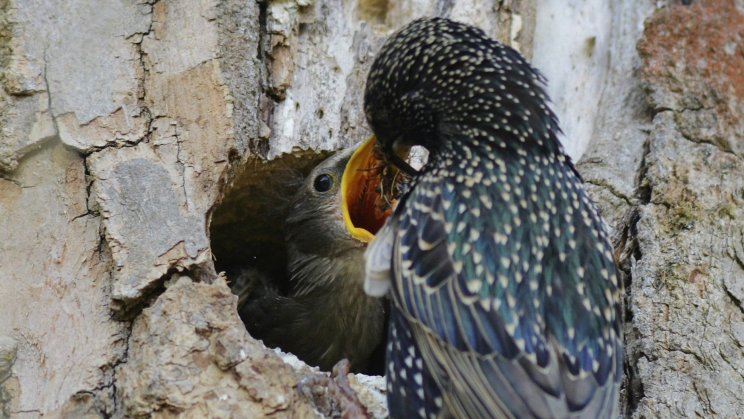 HULE TRÆR: Stær og andre hekkende fugler finner både mat og redeplasser i hule trær.