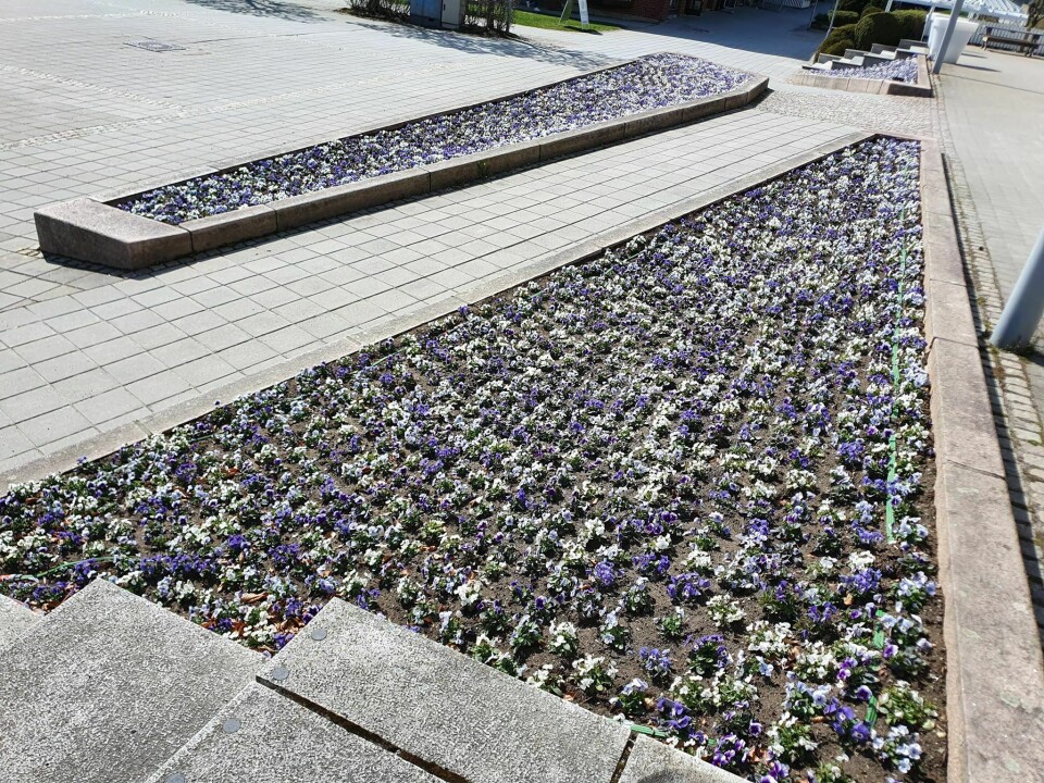 6000 STEMORSBLOMSTER: Torsdag forrige uke skrøt Nordre Follo kommune om '6000 vakre stemorsblomster' som hadde blitt plantet foran rådhuset i Ski sentrum. 6000 STEMORSBLOMSTER: Torsdag forrige uke skrøt Nordre Follo kommune om '6000 vakre stemorsblomster' som hadde blitt plantet foran rådhuset i Ski sentrum.