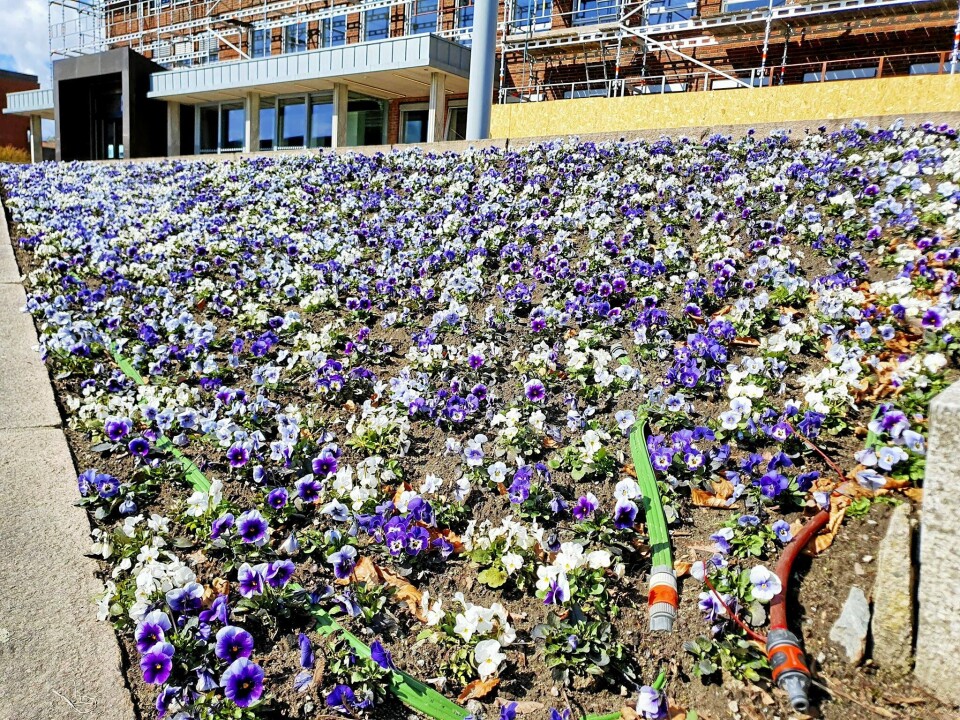 BLOMSTERHAV: Utenfor Nordre Follo rådhus i Ski er det plantet 6000 stemorsblomster allerede. Disse skal etter hvert tilfalle innbyggerne. BLOMSTERHAV: Utenfor Nordre Follo rådhus i Ski er det plantet 6000 stemorsblomster allerede. Disse skal etter hvert tilfalle innbyggerne.