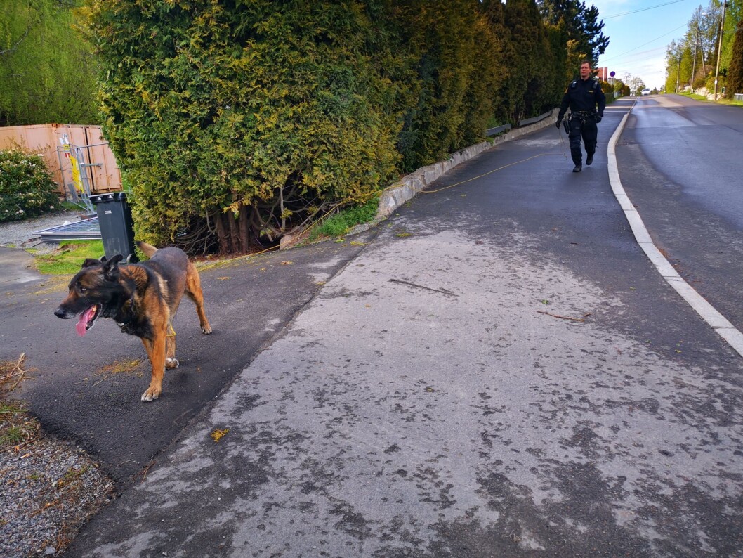 SØKTE MED HUND: Det ble søkt med politihund gjennom skogen på Rikeåsen. På vei ned Fjellveien ble det også søkt i hager. SØKTE MED HUND: Det ble søkt med politihund gjennom skogen på Rikeåsen. På vei ned Fjellveien ble det også søkt i hager.