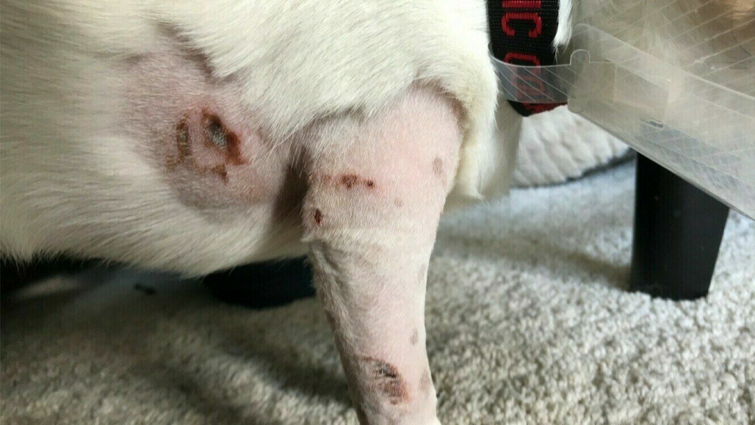 BLE BITT AV EN ANNEN HUND: Louis (1,5 år) ble bitt av en annen hund lørdag 11. juli.