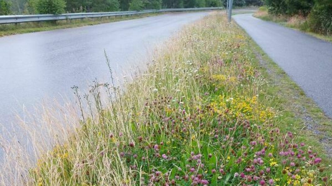VILT OG VAKKER: I Norge i dag er blomsterenger og slåttemarker ute i landskapet imidlertid i ferd med å bli et sjeldent syn. VILT OG VAKKER: I Norge i dag er blomsterenger og slåttemarker ute i landskapet imidlertid i ferd med å bli et sjeldent syn.