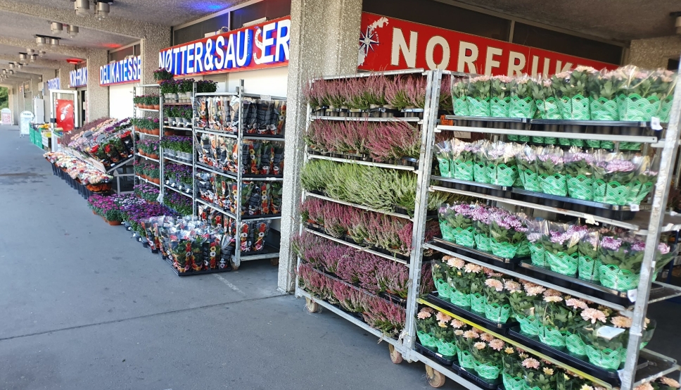 POPULÆRT MED BLOMSTER: Nor Frukt har drevet med salg av blomster i mange år. Nå skal de utvide med en egen blomsterbutikk. Foto: Yana Stubberudlien