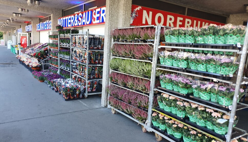 POPULÆRT MED BLOMSTER: Nor Frukt har drevet med salg av blomster i mange år. Nå skal de utvide med en egen blomsterbutikk. Foto: Yana Stubberudlien POPULÆRT MED BLOMSTER: Nor Frukt har drevet med salg av blomster i mange år. Nå skal de utvide med en egen blomsterbutikk. Foto: Yana Stubberudlien