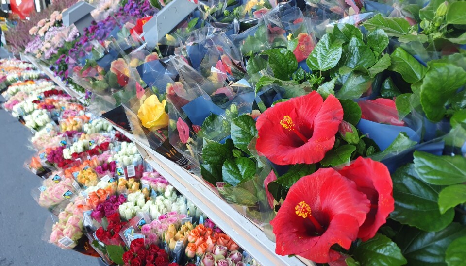STORT UTVALG: Utvalget av blomster vil variere fra sesong til sesong. Foto: Yana Stubberudlien STORT UTVALG: Utvalget av blomster vil variere fra sesong til sesong. Foto: Yana Stubberudlien