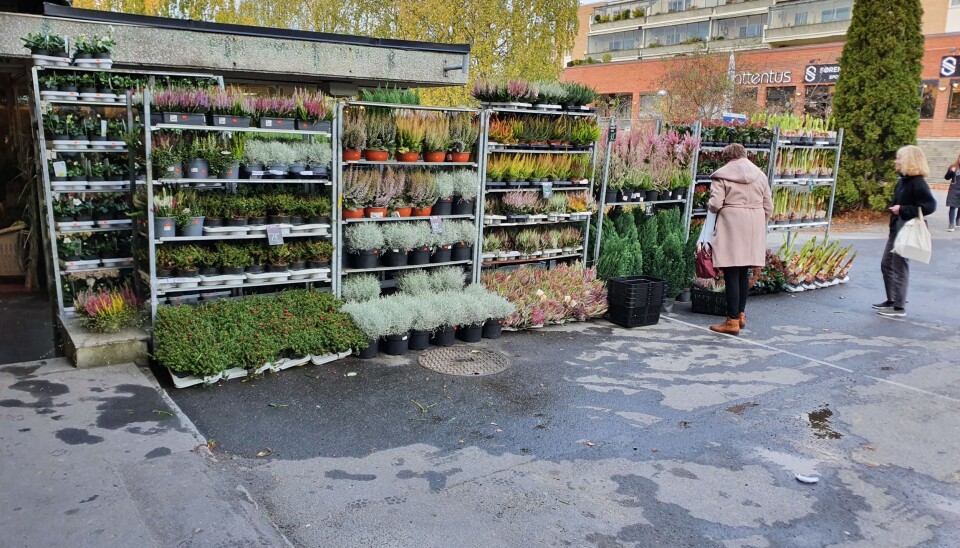 STORT UTVALG: Butikken har et stort utvalg av blomster, både inne og ute. STORT UTVALG: Butikken har et stort utvalg av blomster, både inne og ute.
