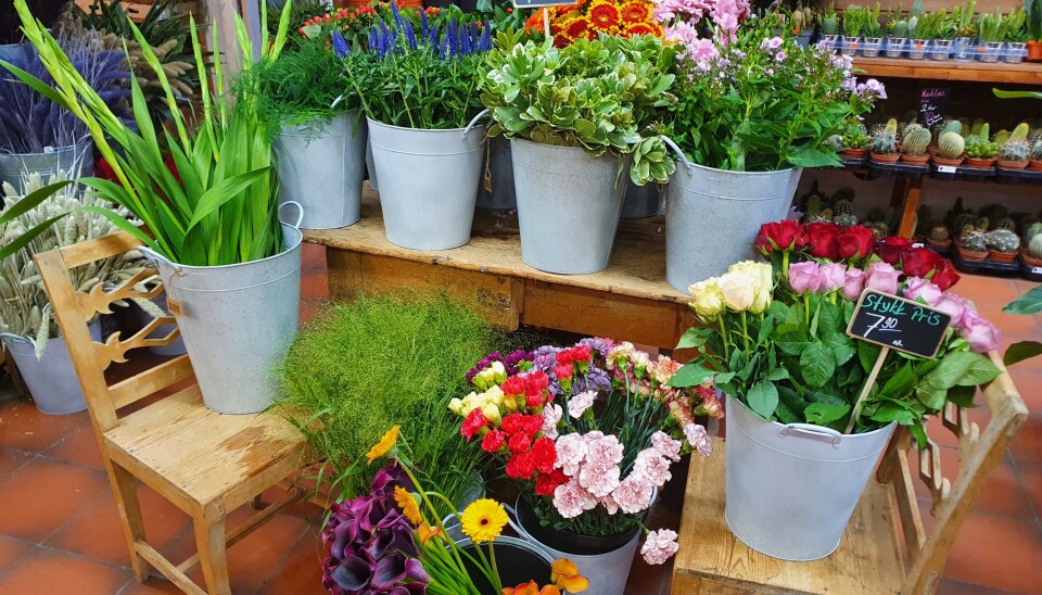 SNITTBLOMSTER SOM SELGES HVER FOR SEG: Du kan være kreativ og lage en bukett ved å blande ulike blomster. SNITTBLOMSTER SOM SELGES HVER FOR SEG: Du kan være kreativ og lage en bukett ved å blande ulike blomster.