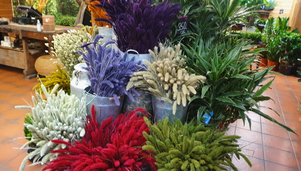 FARGERIKT: Her kan du finne blomster i ulike farger og størrelser. FARGERIKT: Her kan du finne blomster i ulike farger og størrelser.