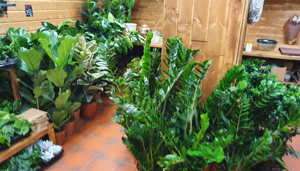 INNEPLANTER: Du kan velge mellom inne- og uteplanter. INNEPLANTER: Du kan velge mellom inne- og uteplanter.