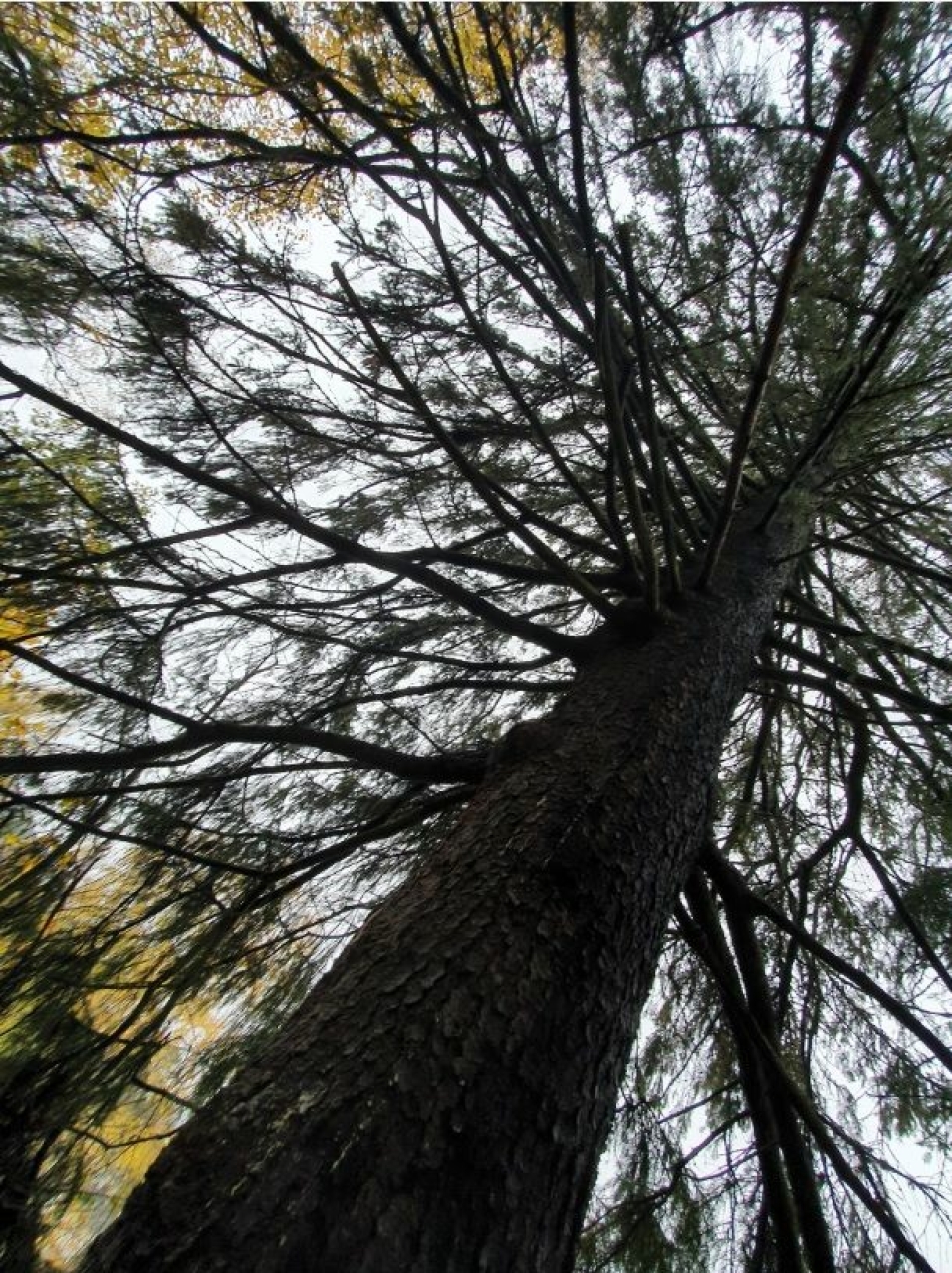 STORE TRÆR: – Trær akkumulerer biologisk mangfold med tiden. Store, gamle trær har en unik verdi nettopp i kraft av sin alder, sier Mariella Nora Isabella Filberg Memo fra Naturvernforbundet i Nordre Follo.