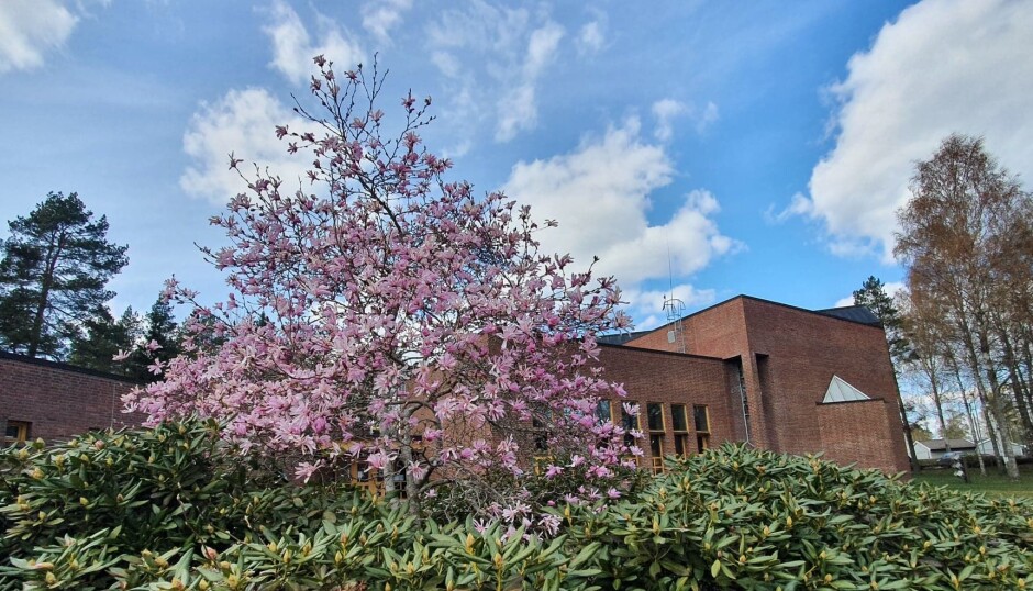 I FULL BLOMST: Sofiemyr kirke har et fint uteområde på den østlige siden. Her kan du også se en nydelig magnolia som er i full blomst akkurat nå. Foto: Yana Stubberudlien I FULL BLOMST: Sofiemyr kirke har et fint uteområde på den østlige siden. Her kan du også se en nydelig magnolia som er i full blomst akkurat nå. Foto: Yana Stubberudlien