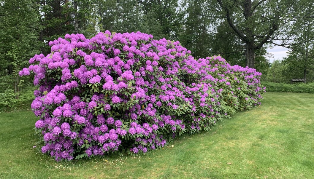I FULL BLOMST: Den store rhododendronen blomstrer så den bugner. Alle foto: Martin Hertzberg I FULL BLOMST: Den store rhododendronen blomstrer så den bugner. Alle foto: Martin Hertzberg