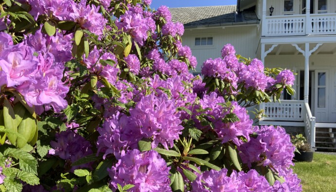 HUMLEVENNLIG: Rhododendron er både bie- og humlevennlig, så med litt sol og varme i luften kan den store busken være et ekte paradis for de nyttige insektene. HUMLEVENNLIG: Rhododendron er både bie- og humlevennlig, så med litt sol og varme i luften kan den store busken være et ekte paradis for de nyttige insektene.
