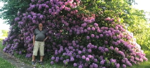 Jakten på kommunens største rhododendron fortsetter