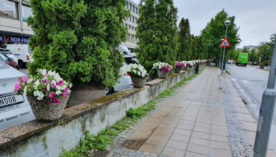 KONKURRERER MED UGRESS: Bildet fra mandag denne uken viser at sommerblomstene langs Kolbotnveien er i konkurranse med ugresset.