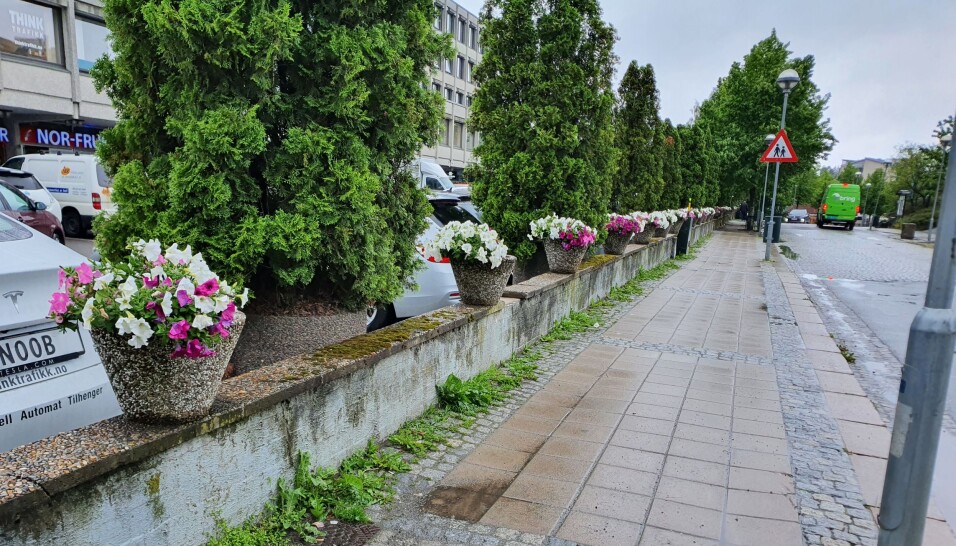 KONKURRERER MED UGRESS: Bildet fra mandag denne uken viser at sommerblomstene langs Kolbotnveien er i konkurranse med ugresset. KONKURRERER MED UGRESS: Bildet fra mandag denne uken viser at sommerblomstene langs Kolbotnveien er i konkurranse med ugresset.