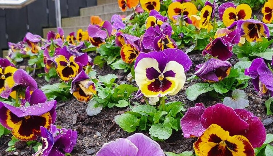 FARGERIKT: Blomsterbedet så fargerikt ut med hundrevis av stemorsblomster. FARGERIKT: Blomsterbedet så fargerikt ut med hundrevis av stemorsblomster.